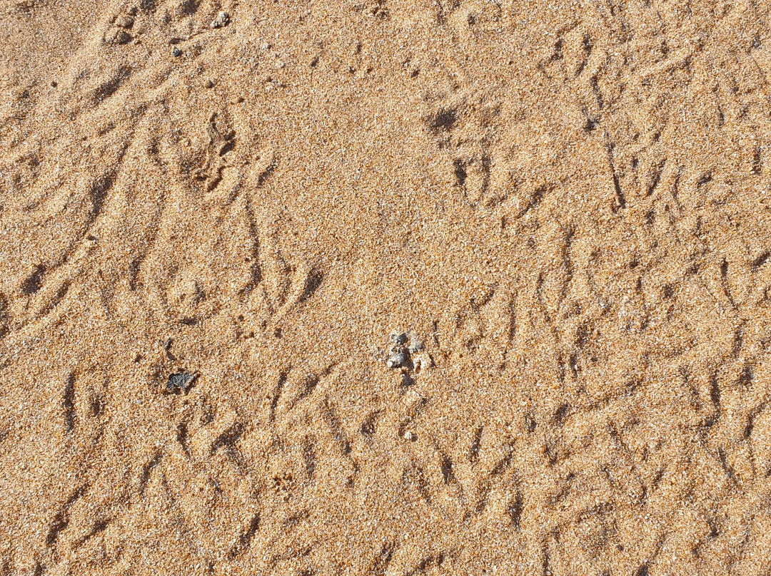 Waitpinga Beach-Waitpinga必去景点