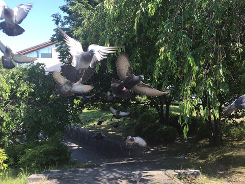 Ochiai Park-春日井市必去景点