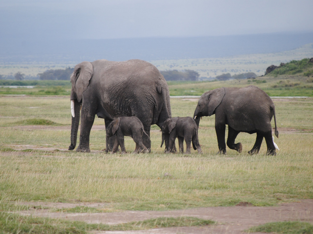Jadi Africa Safaris-内罗毕必去景点