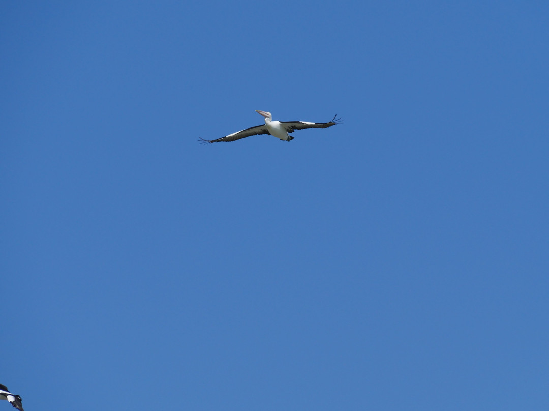 Loch Luna Cruises-Kingston on Murray必去景点