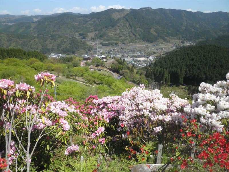 Hoshino Hana Park景点图片