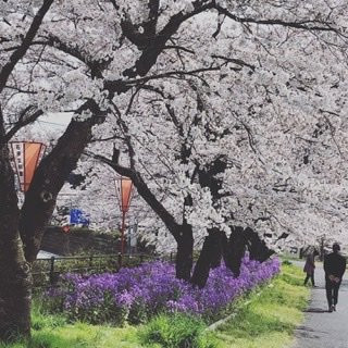 Hikawateibou Cherryblossom Street-云南市必去景点