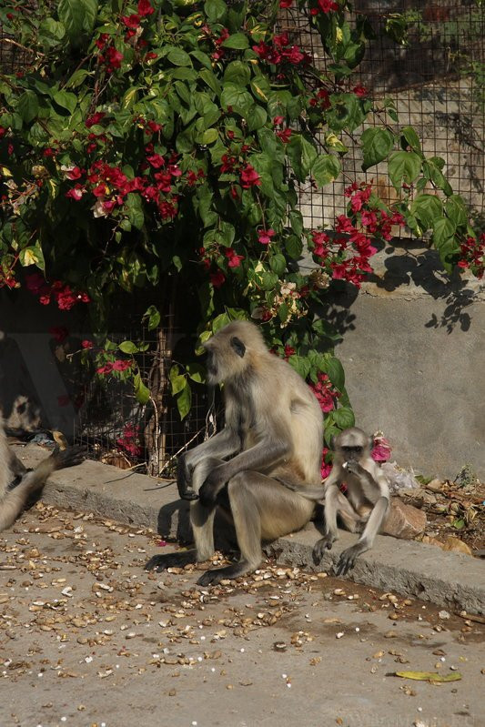 Galtaji Temple-斋蒲尔必去景点