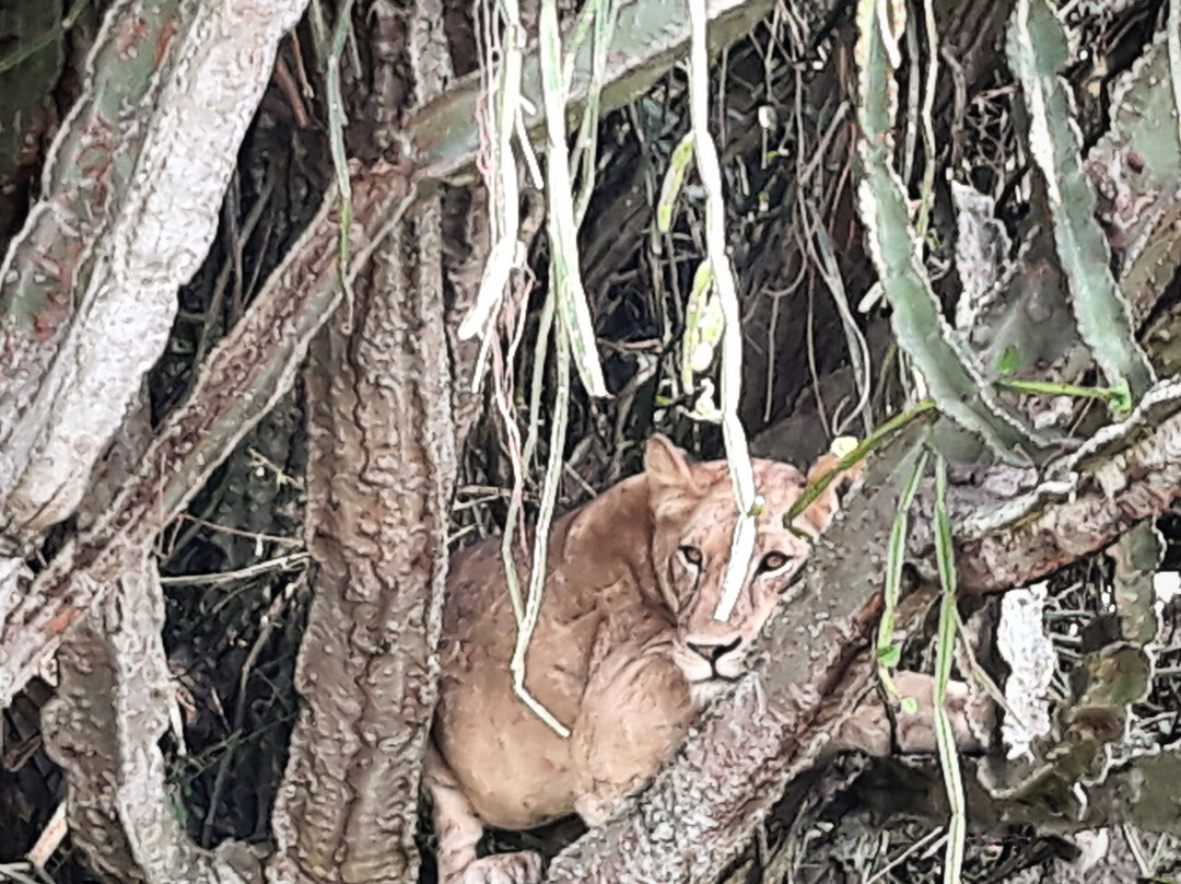 Bushman Safaris-坎帕拉必去景点