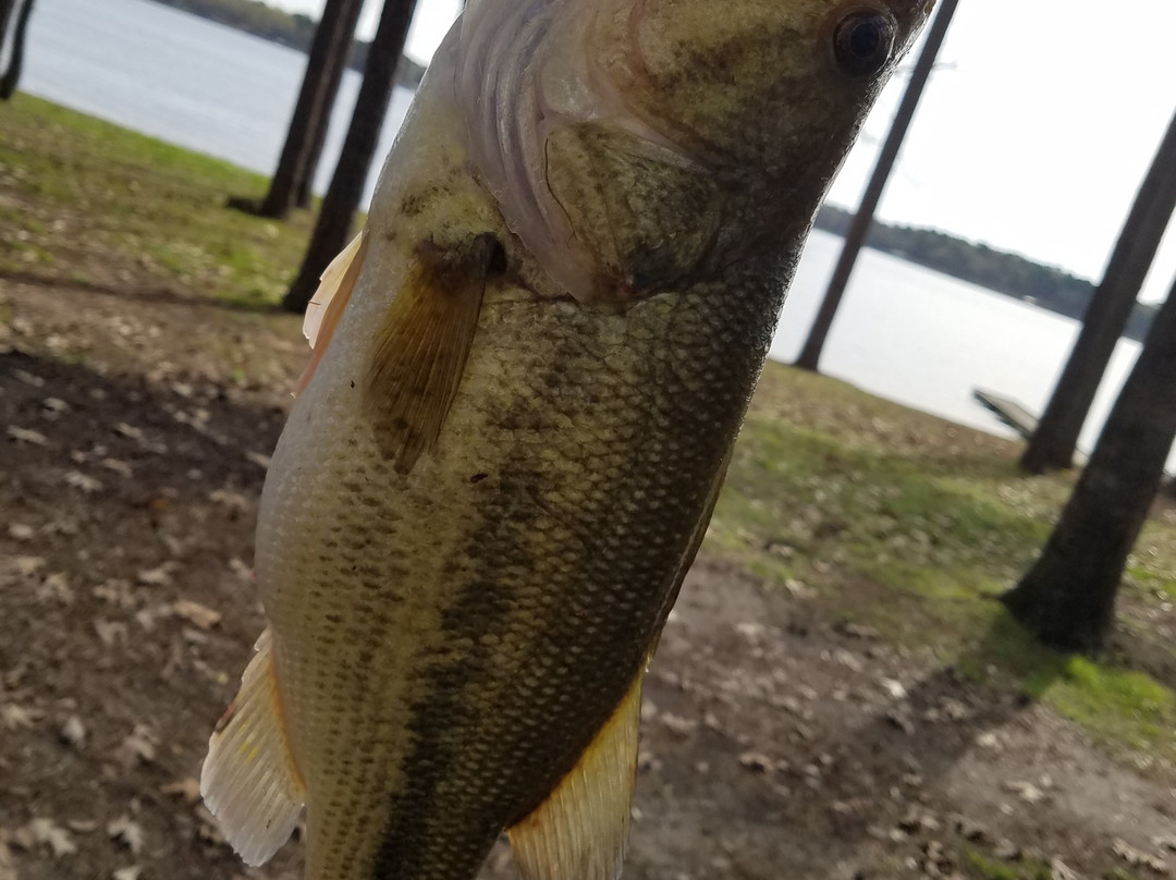 Cypress Black Bayou Park & Recreation Area-Benton必去景点