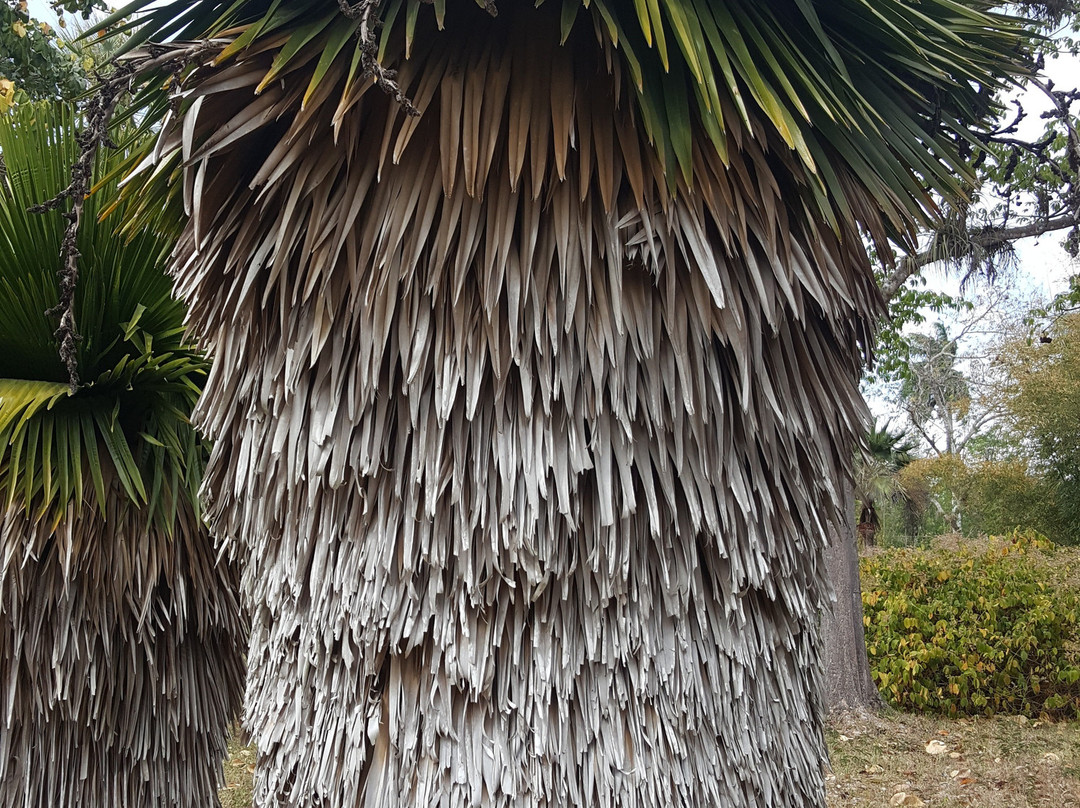 Jardín Botanico de Cienfuegos-西恩富戈斯必去景点