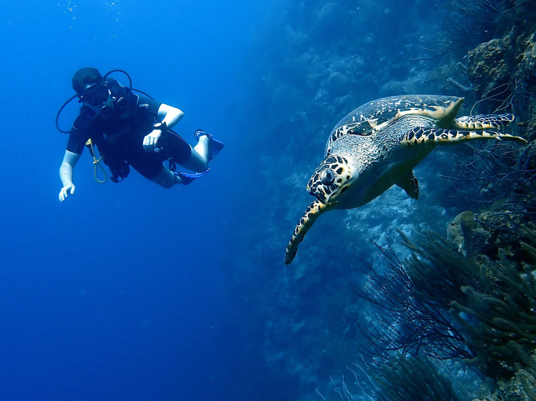 Fundiving Curacao-威廉斯塔德必去景点