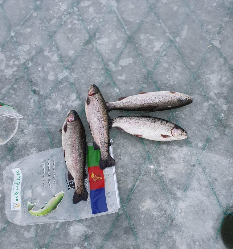 Pyeongchang Trout Festival-平昌郡必去景点