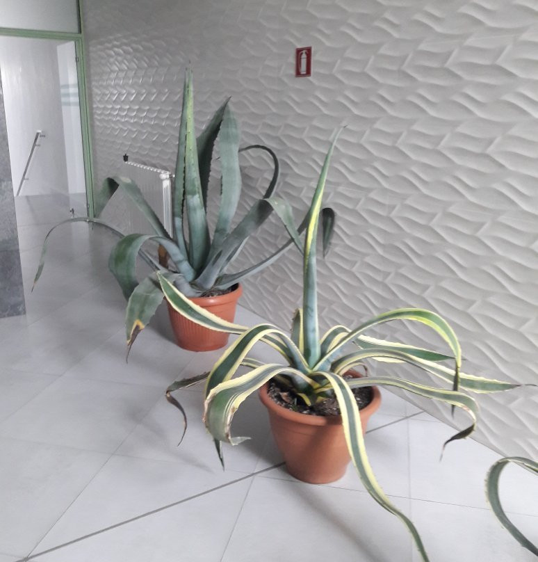 Mirage Medspa Hotel主图