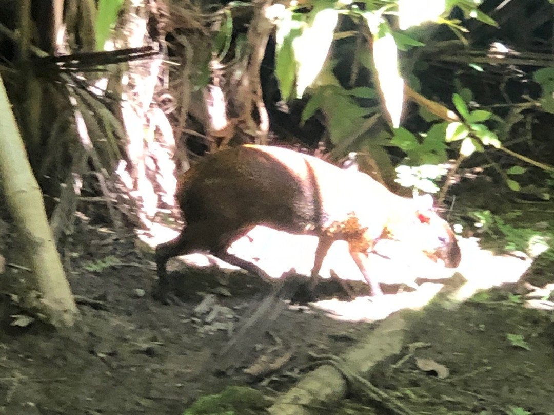 La Costa de Papito主图