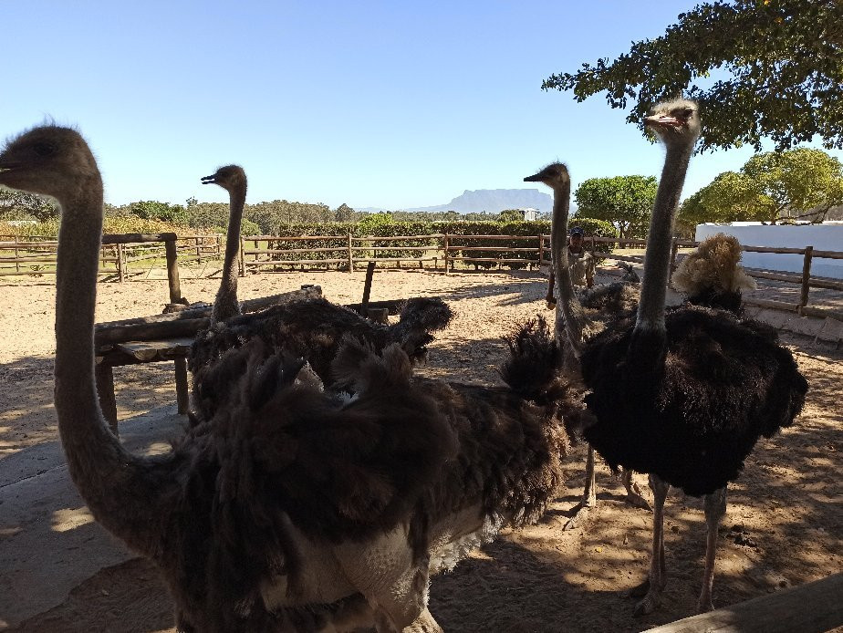 Cape Town Ostrich Ranch景点图片