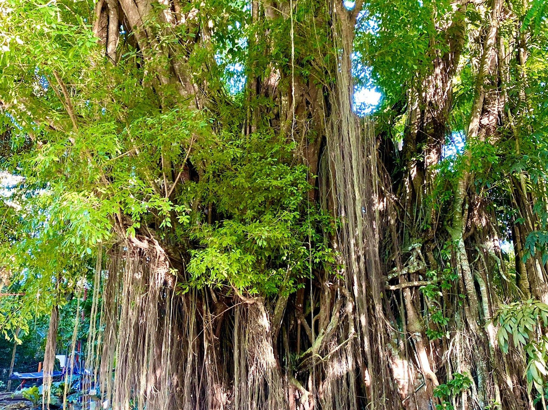 百年大榕树-锡基霍尔岛必去景点