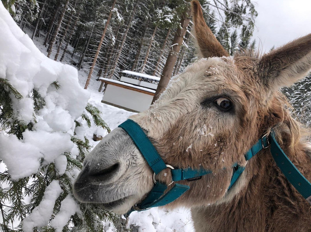 Happy Donkeys景点图片