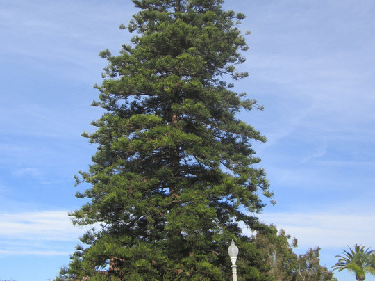 Downtown Coronado-科罗纳多必去景点