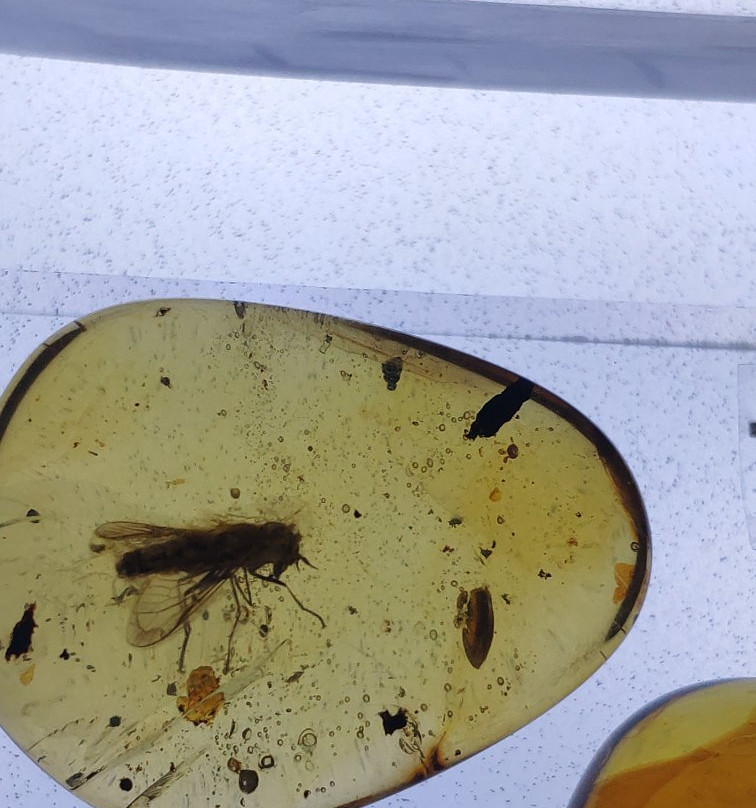 Museo del Ámbar, Lilia Mijangos-圣克里斯托瓦尔-德拉斯卡萨斯必去景点