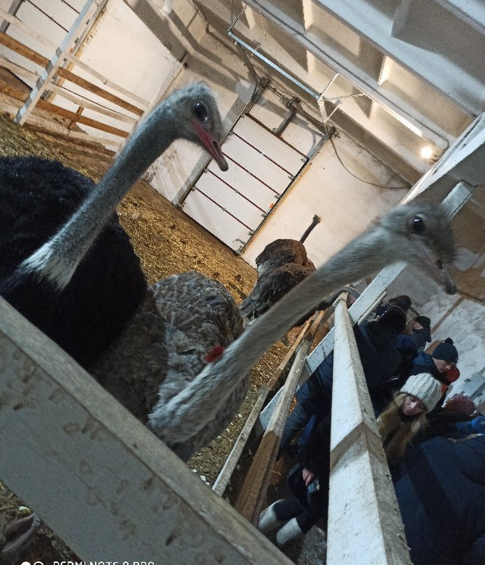 Ostrich Farm景点图片