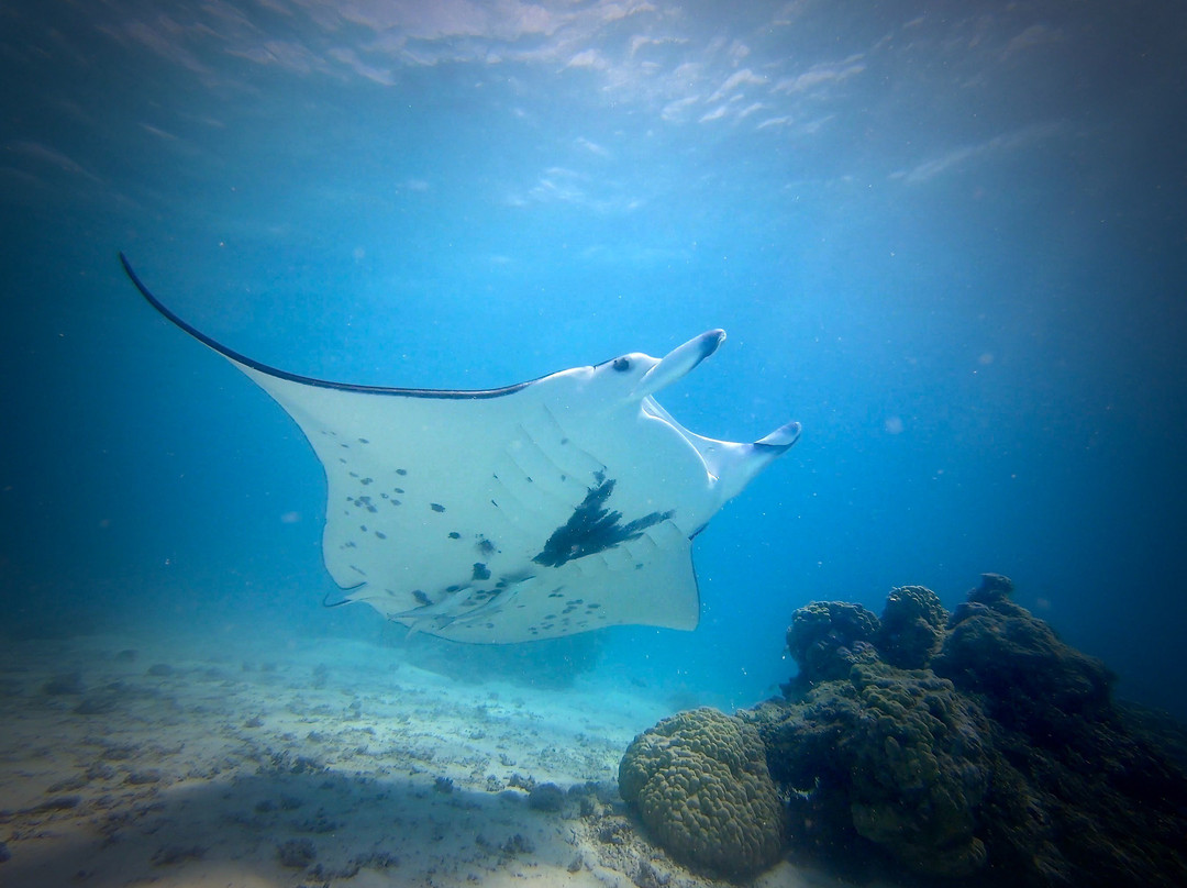 Tikehau Ocean Tour景点图片