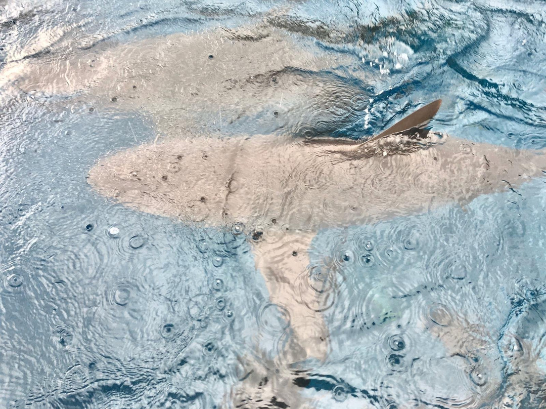 Christmas Island Fishing & Adventure-Flying Fish Cove必去景点