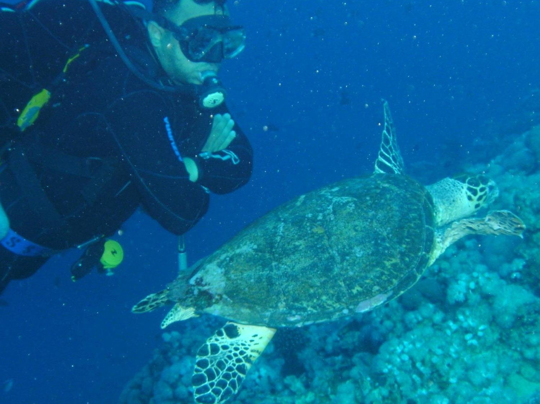 Jordan Frogman Aqaba-亚喀巴必去景点