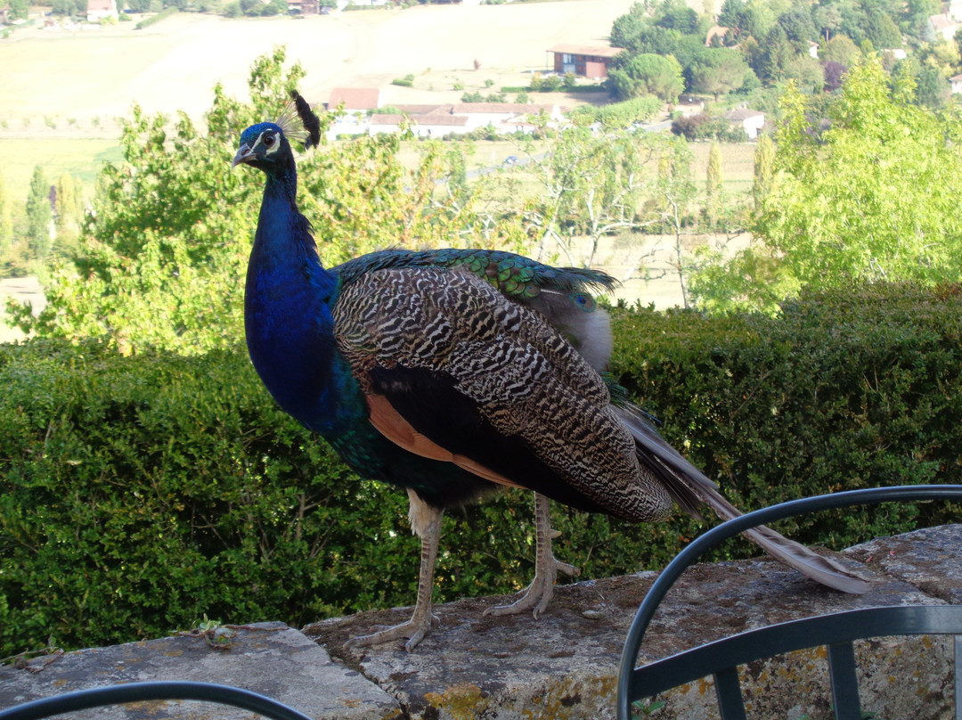 Le Relais Des 5 Chateaux主图