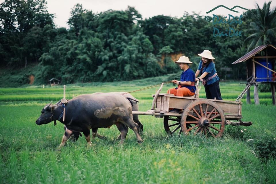 DaiDib DaiDee Permaculture Thailand景点图片
