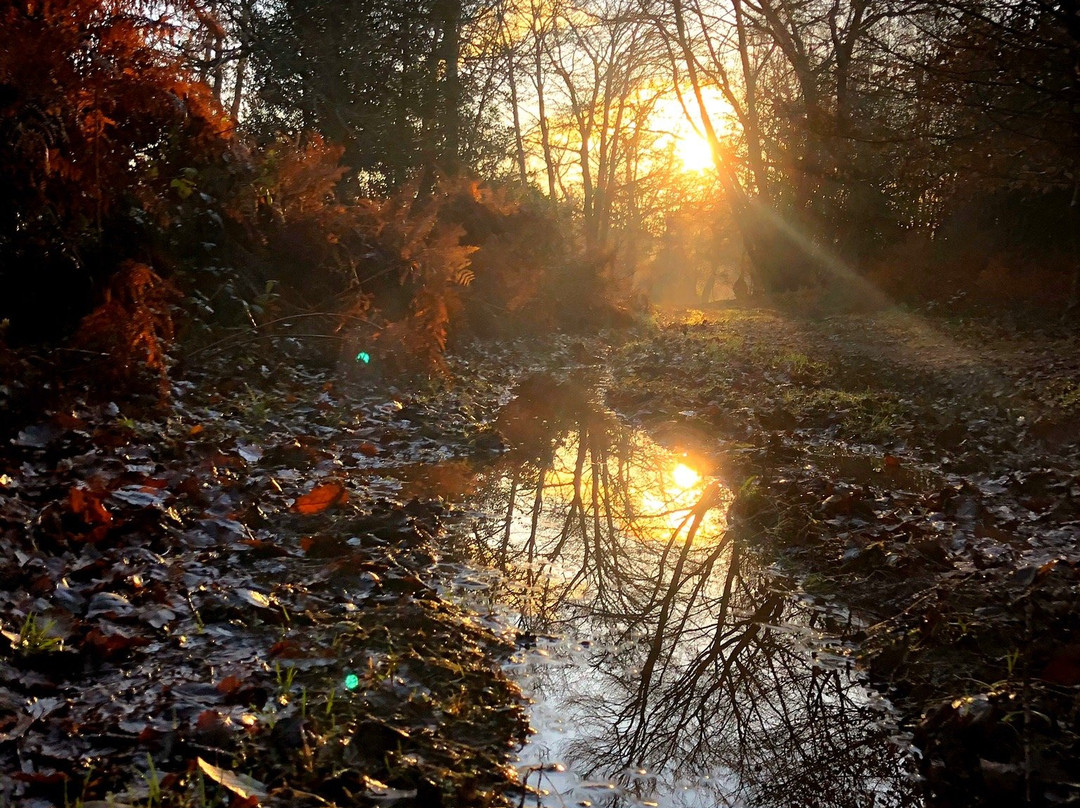 Wentwood Forest景点图片