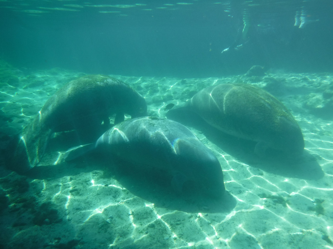 Majestic Manatee Tours - Day Tours-克里斯特尔里弗必去景点