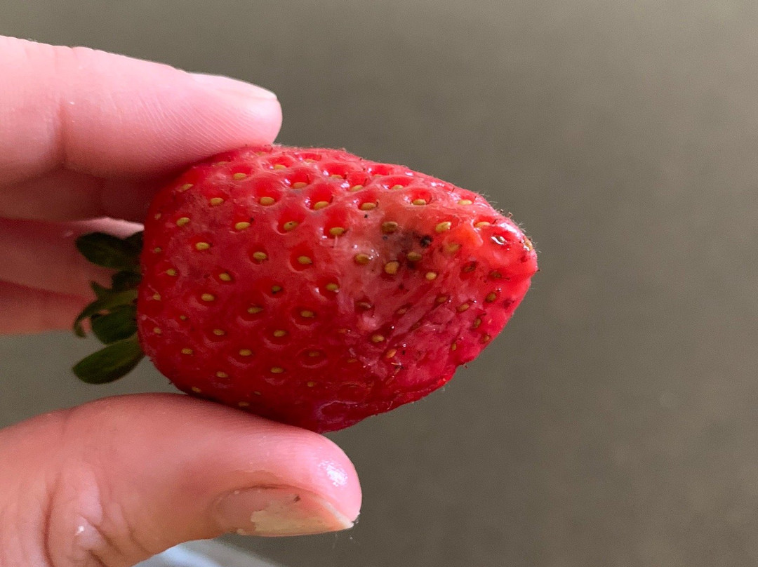 Camden Fruit Barn-Elderslie必去景点