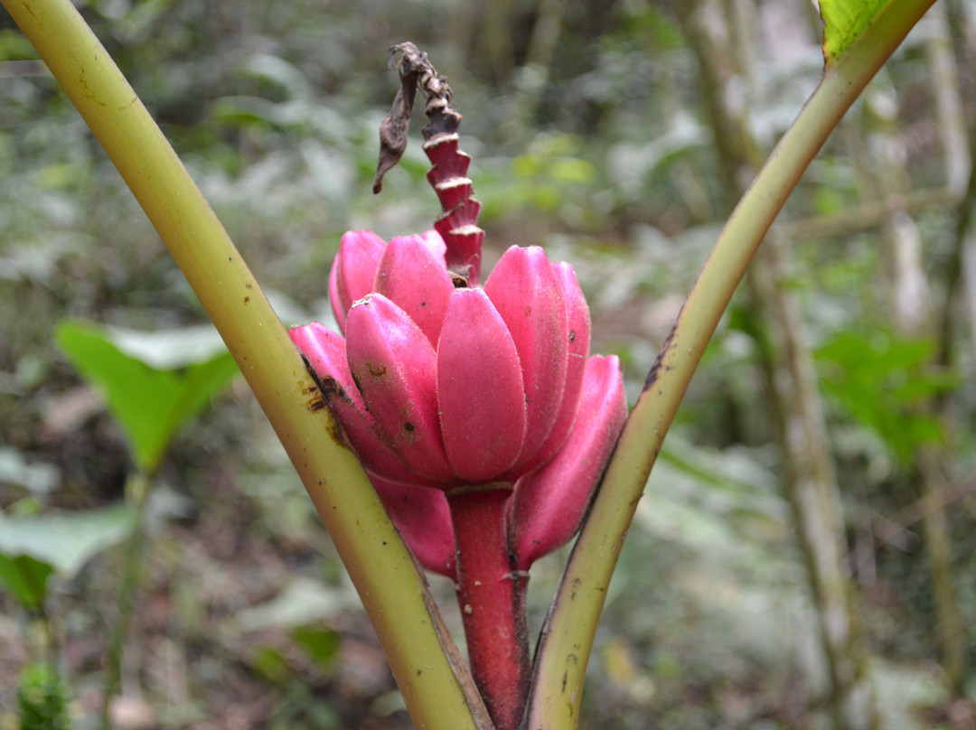 Reserva Natural Paraiso Andino景点图片