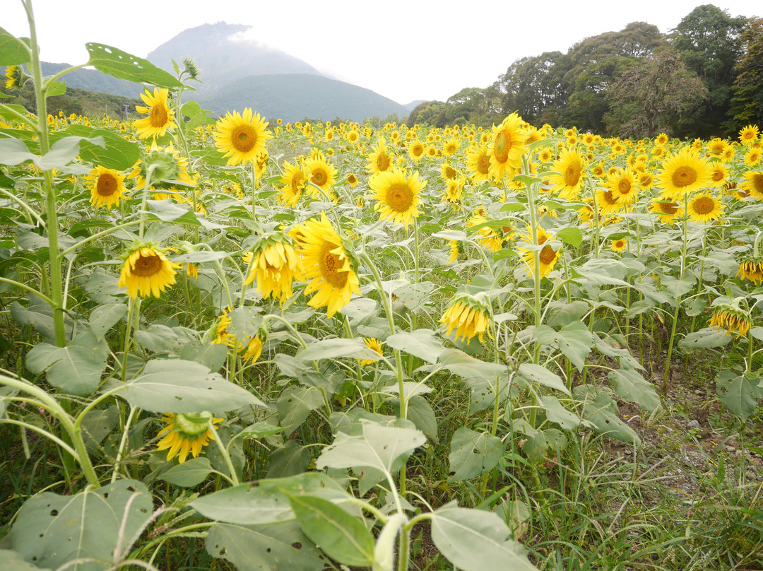 Shimabara Hibaruyamahana Park-岛原市必去景点