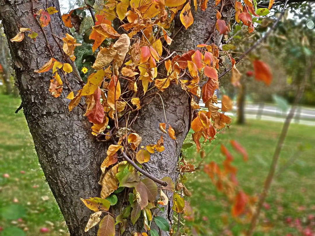 Arbor Lodge State Historical Park-Nebraska City必去景点