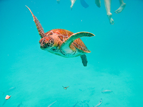 Sea Spray Watersports-圣詹姆斯必去景点