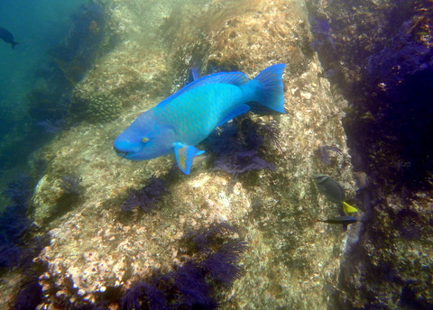 Cabo Deep Blue-卡波圣卢卡斯必去景点