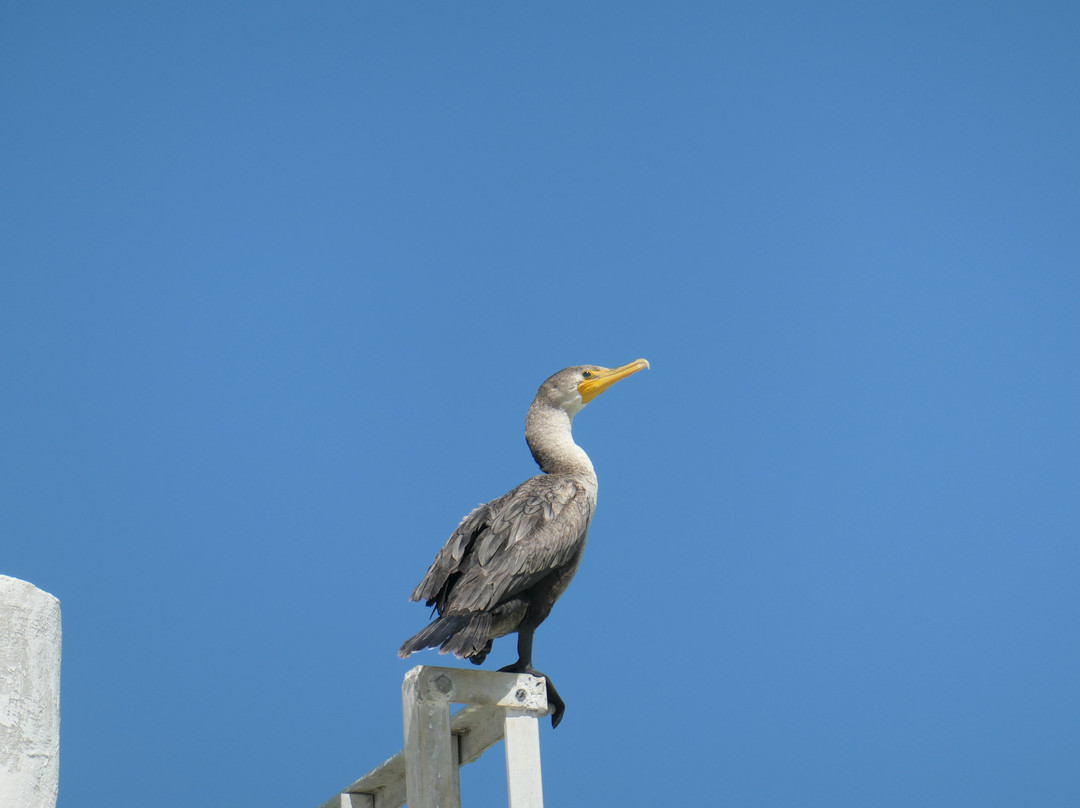 Sisal旅游景点-Mirador Charcas de Sisal