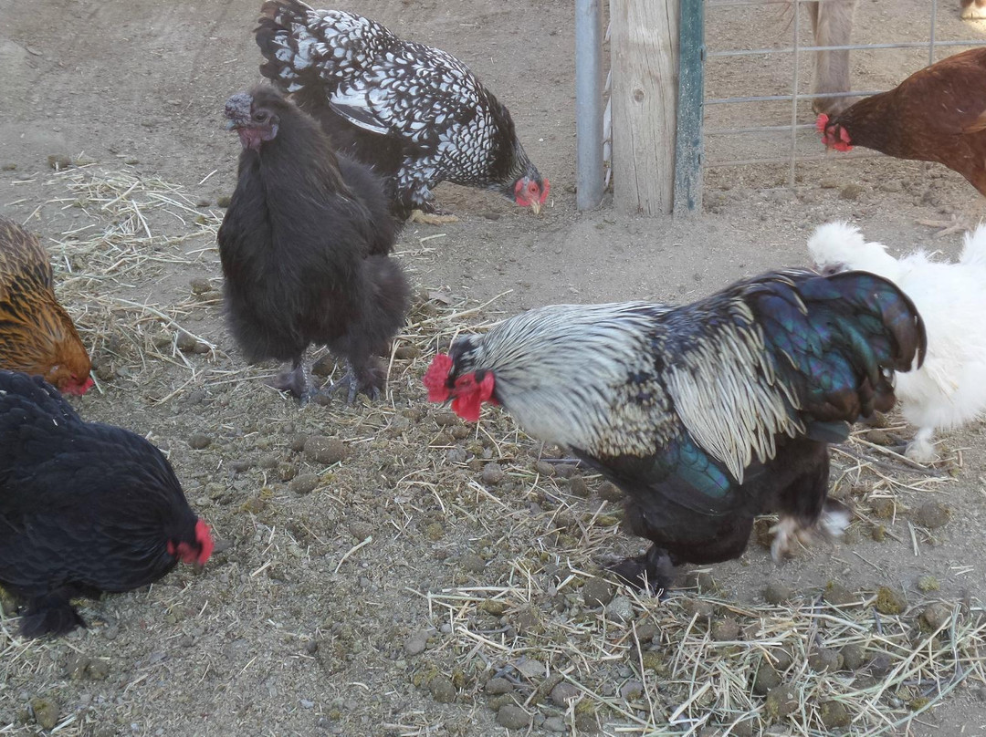 Pony Time at Lakewood Equestrian center-莱克伍德必去景点