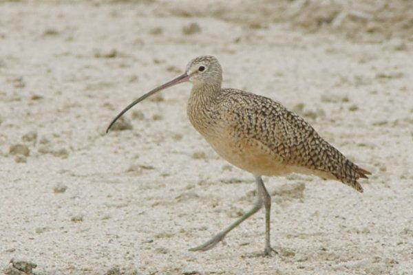 Twin Lakes Golf Course-Willcox必去景点