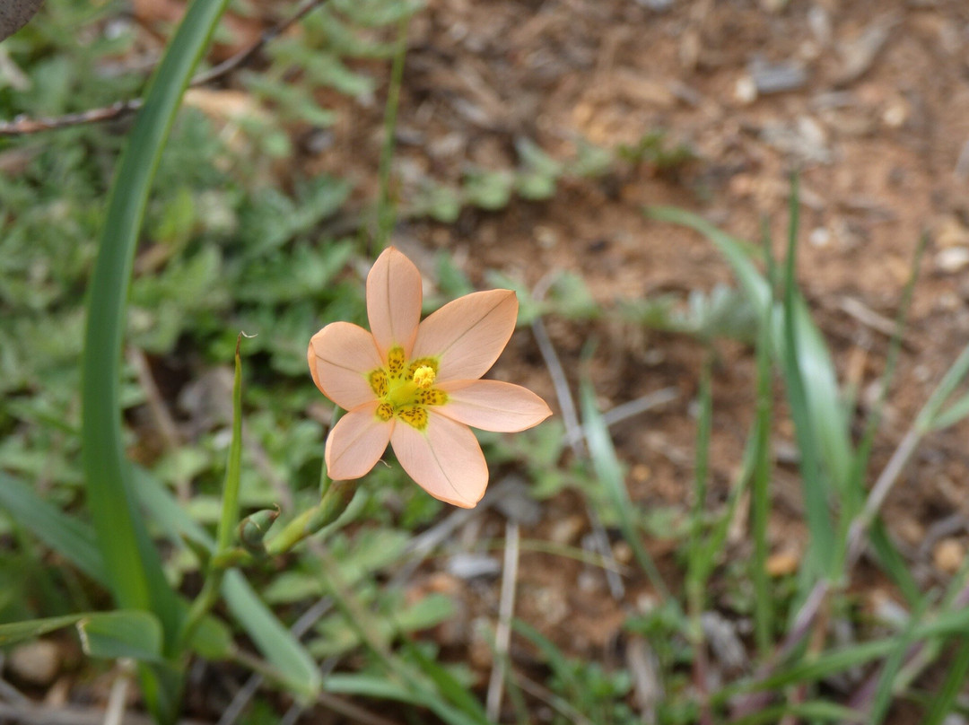 York Bushland Gardens景点图片