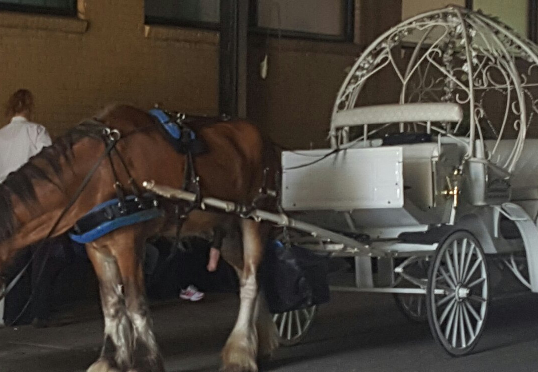 Northstar Carriage-达拉斯必去景点