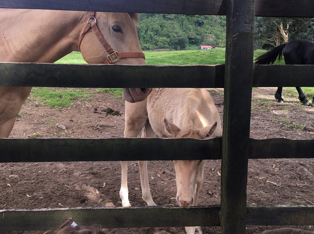Haras Cerro Punta景点图片