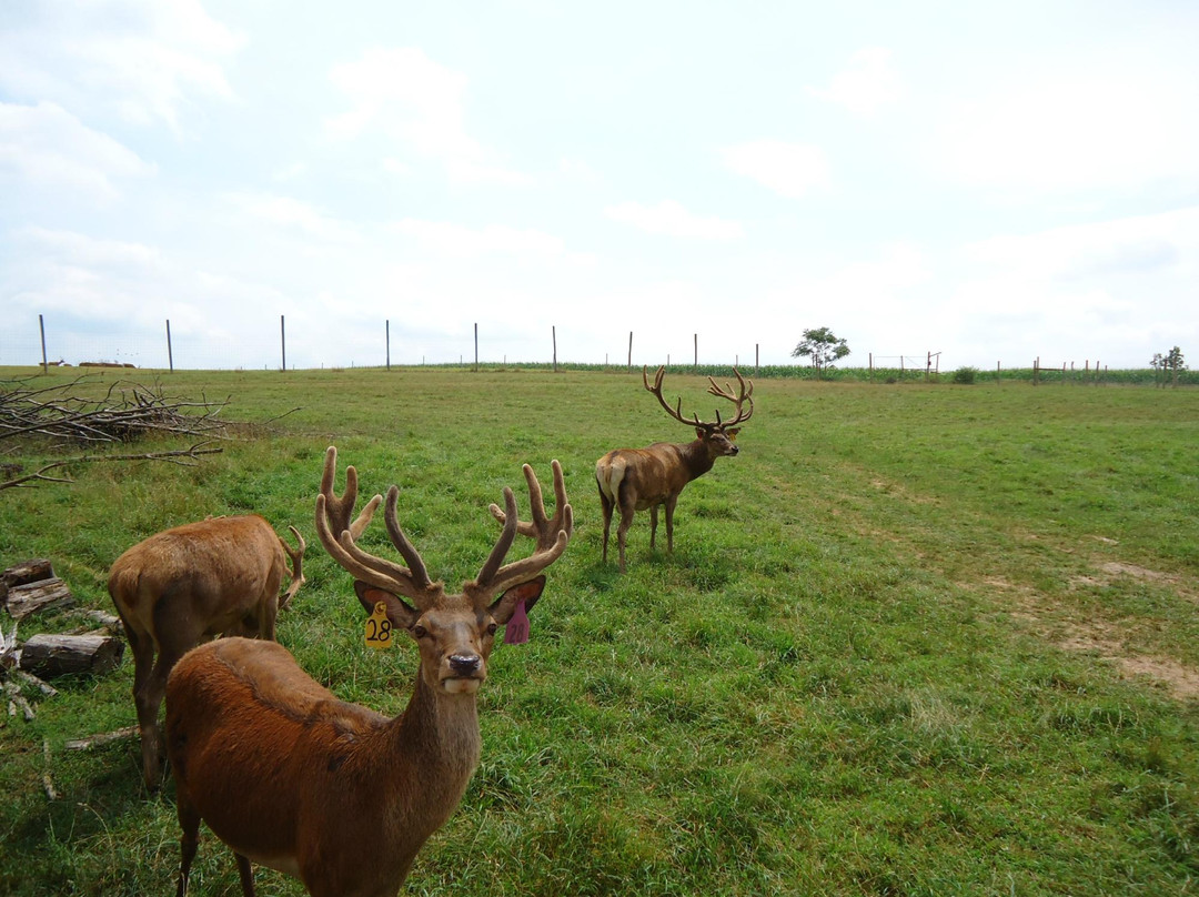 Red Deer at Rolling Hills Farm景点图片