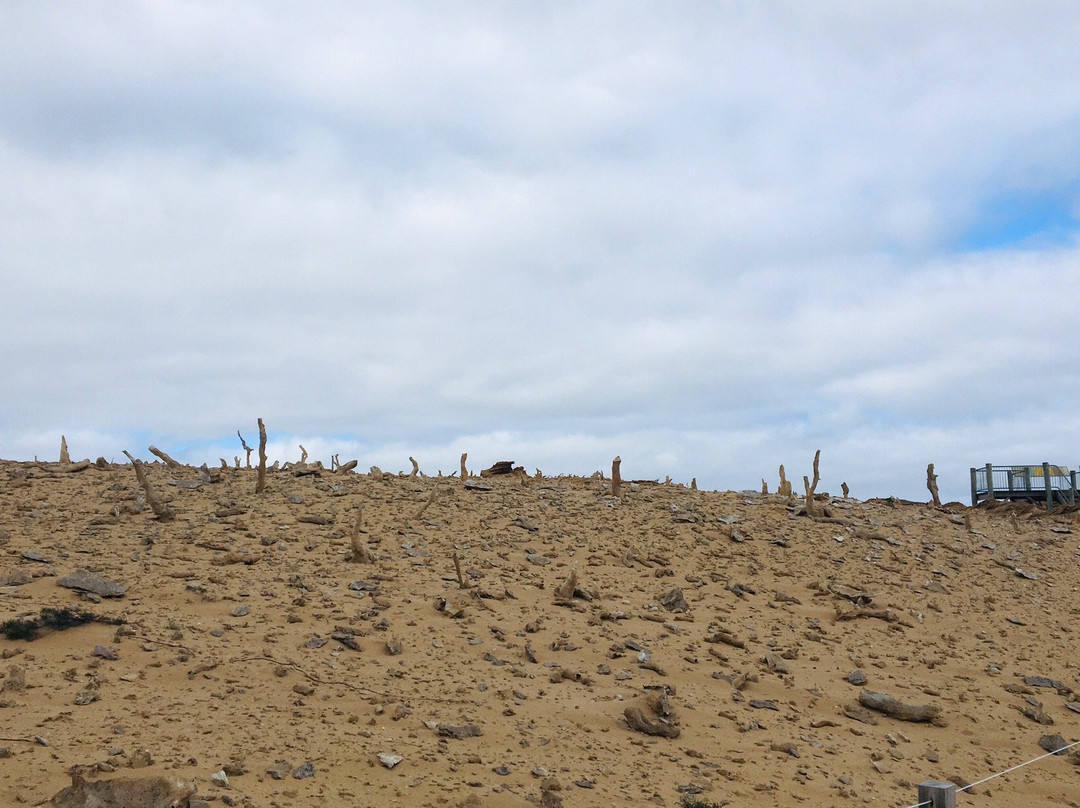Calcified Forest-King Island必去景点