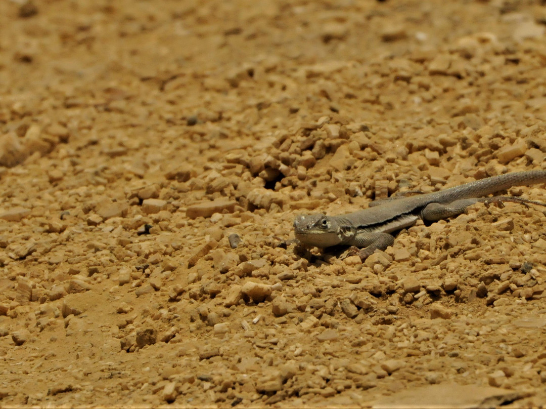 Playa El Raspon-帕拉卡斯必去景点