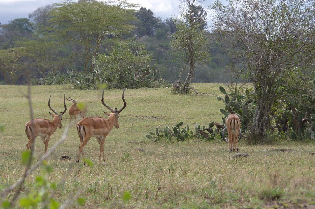 Soysambu Conservancy景点图片