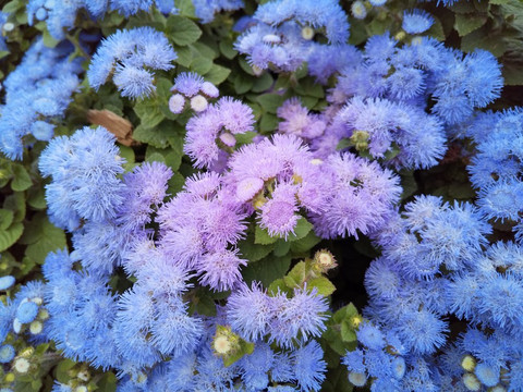 Hana no Oasis-鸿巢市必去景点