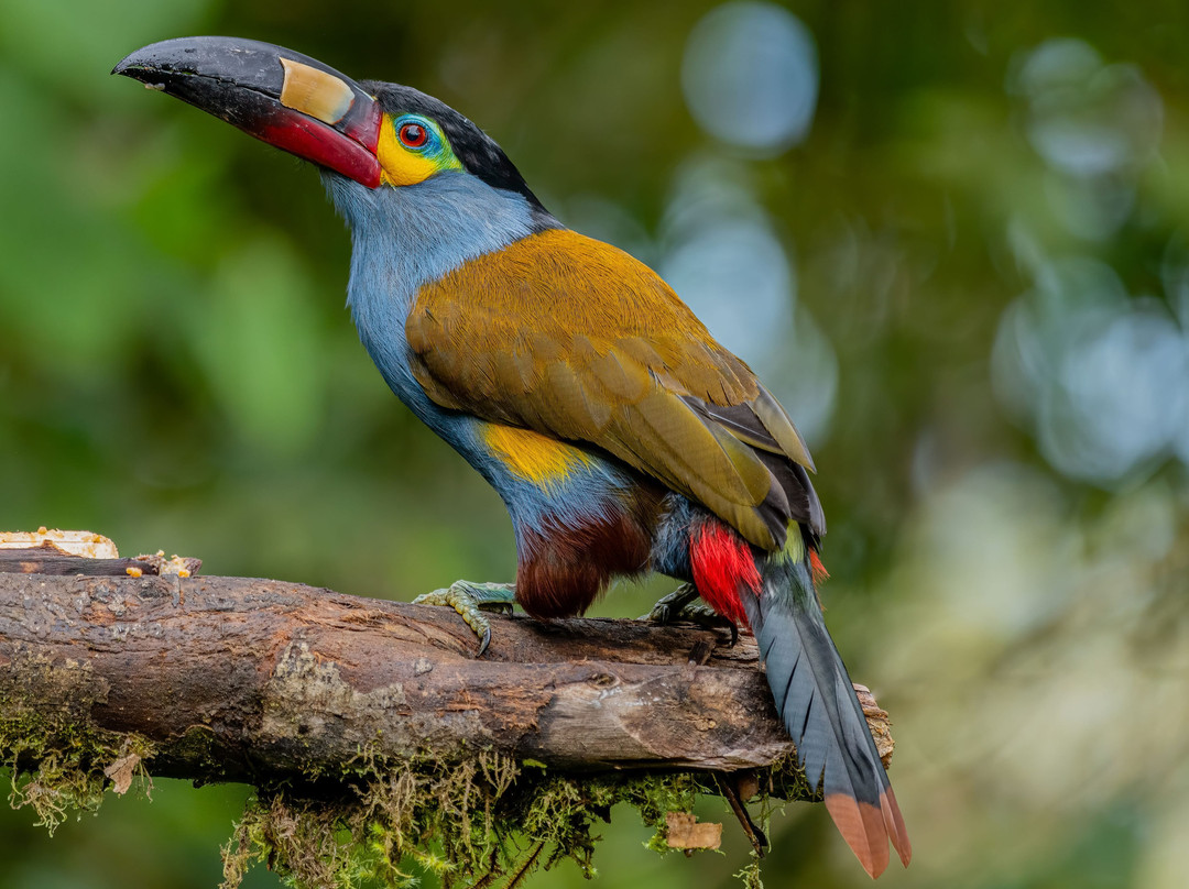 Ecuador Birds Tours-基多必去景点