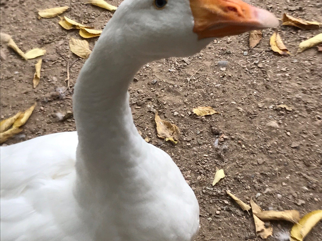 Pueblo Zoo-普韦布洛必去景点