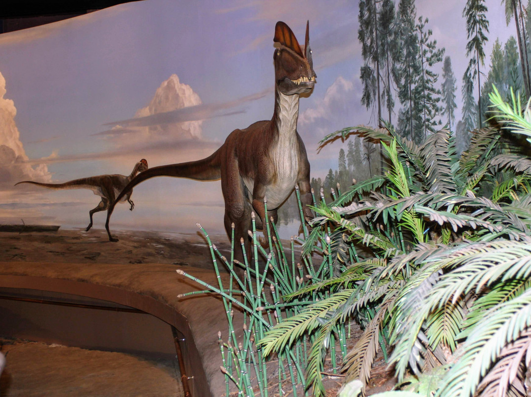 Dinosaur State Park & Arboretum-罗基希尔必去景点