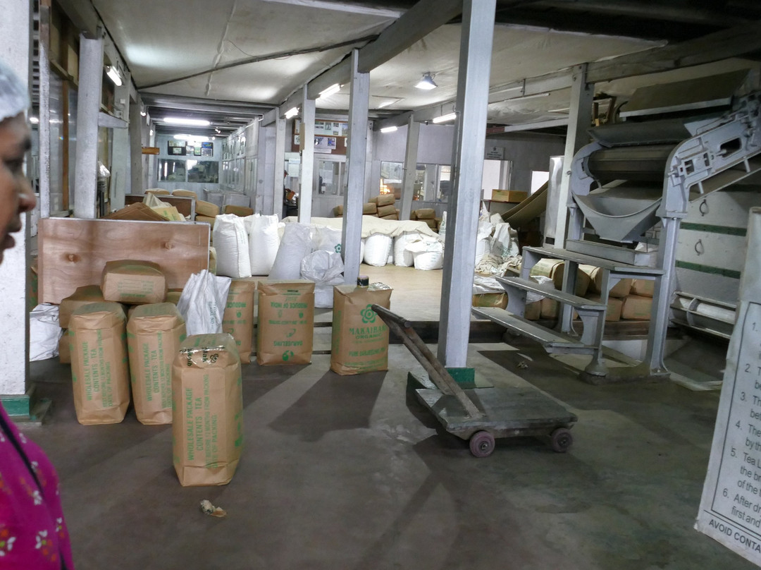 Makaibari Tea Estate景点图片