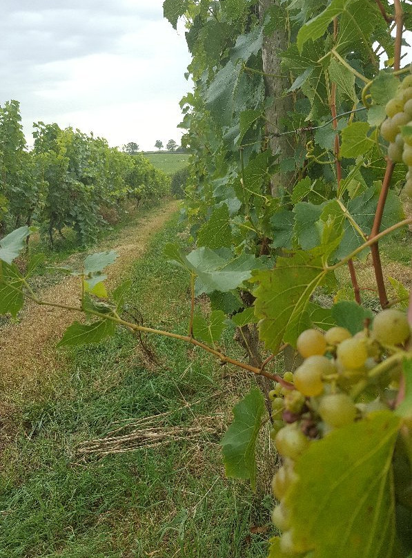 Pebblebed Vineyard-Clyst Saint George必去景点