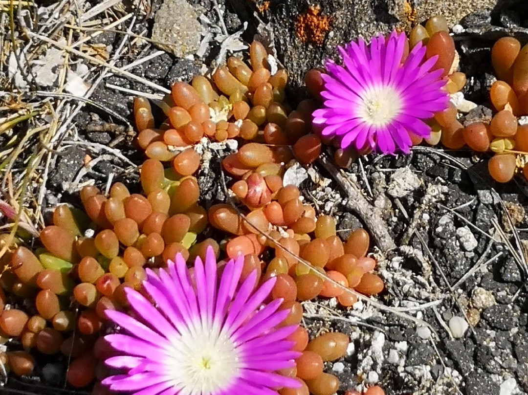 Bluff Park-Devonport必去景点